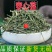 穿心莲无硫中药材新货包邮川心连苦胆草穿心莲中草药光杆穿心
