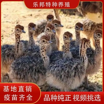 非洲鸵鸟苗，喂养方式简单，露天养殖，成年可以长到300斤