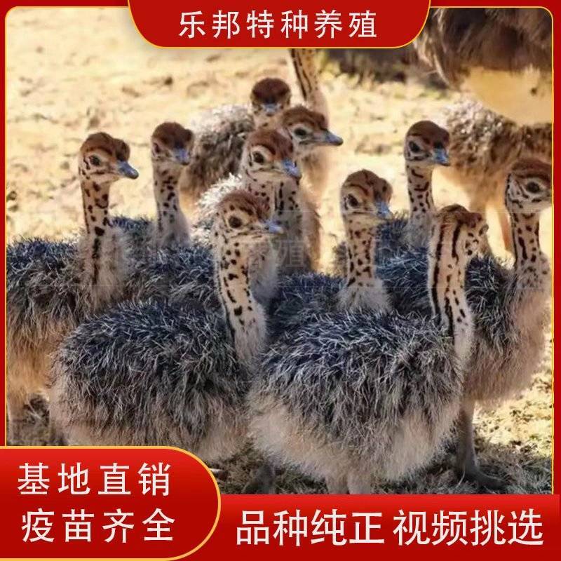 非洲鸵鸟苗，喂养方式简单，露天养殖，成年可以长到300斤