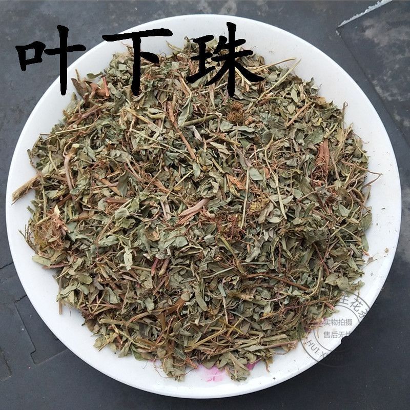 叶下珠中药材叶下珠野生珍珠草鱼鳞草珍珠草新货