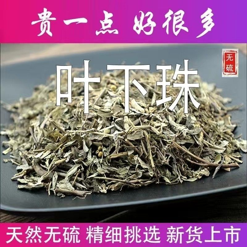 叶下珠中药材叶下珠野生珍珠草鱼鳞草珍珠草新货