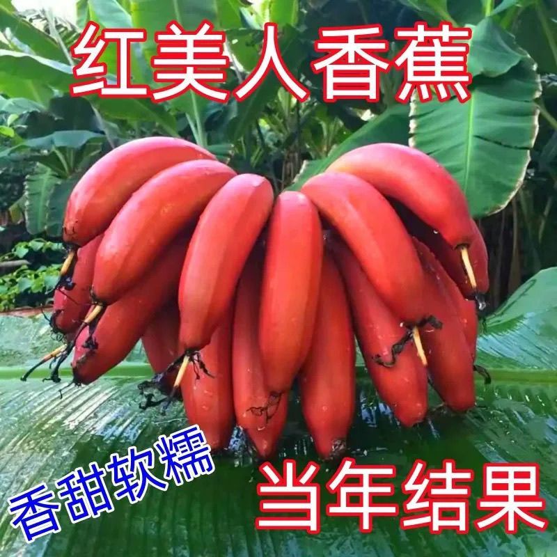 中焦九号香蕉苗红香蕉苗矮化盆栽庭院当年结果一棵200斤