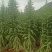 贡菜