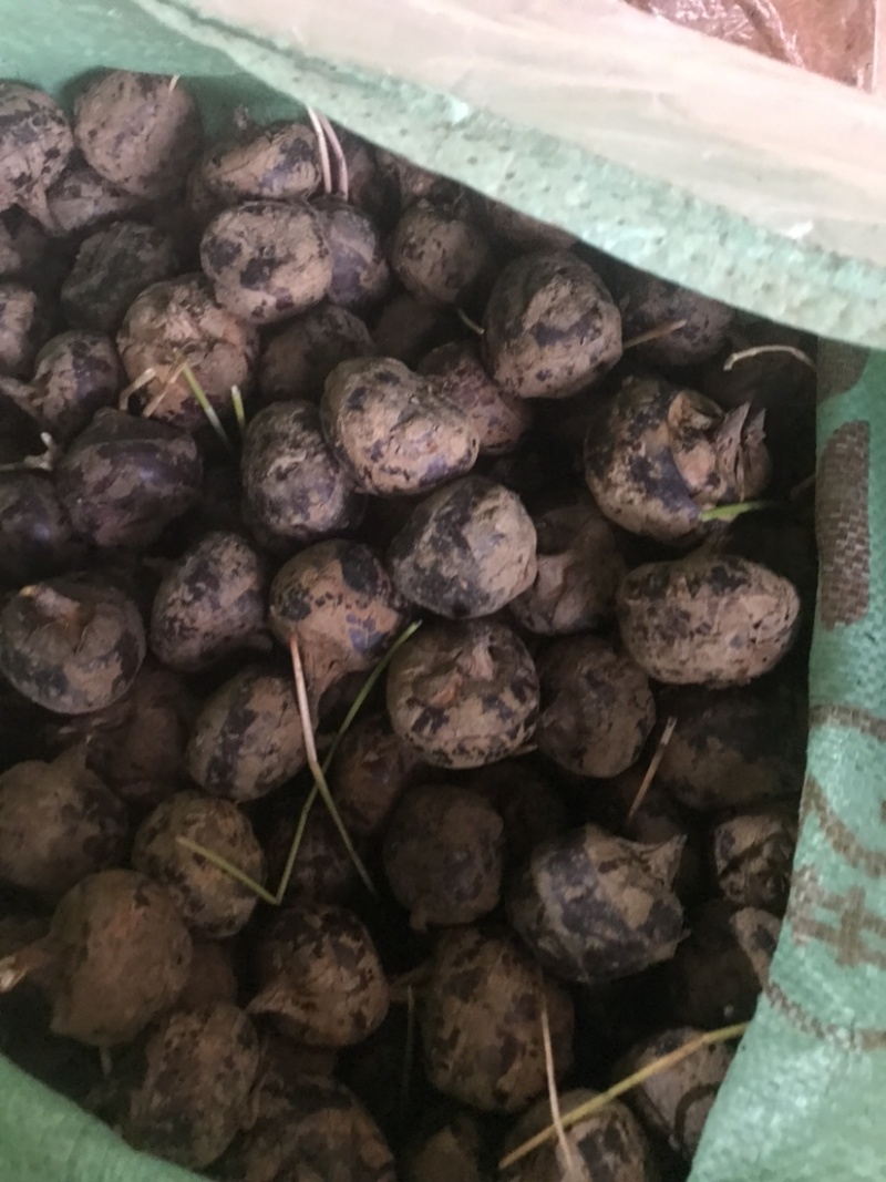 广西荔浦马蹄荸荠