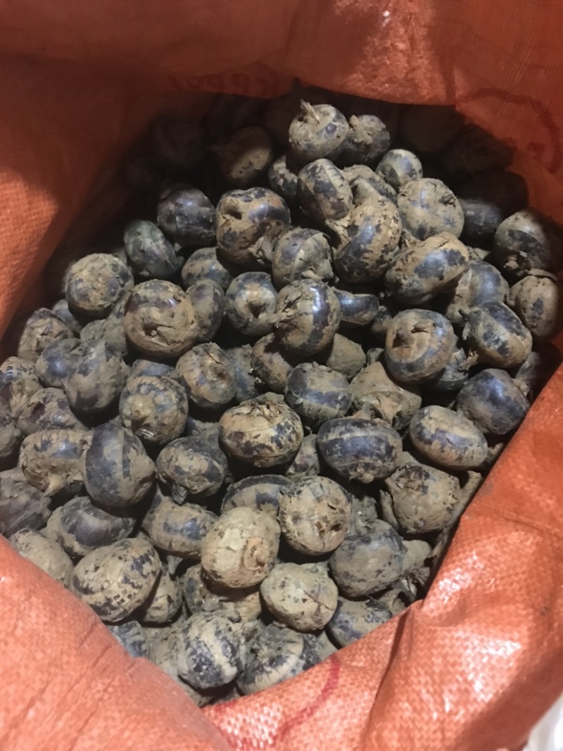 广西荔浦马蹄荸荠