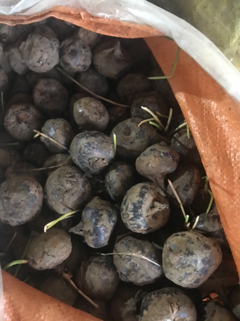 广西荔浦马蹄荸荠