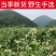 ***刘寄奴中药材无硫北刘寄奴新鲜野生刘寄奴钓鱼