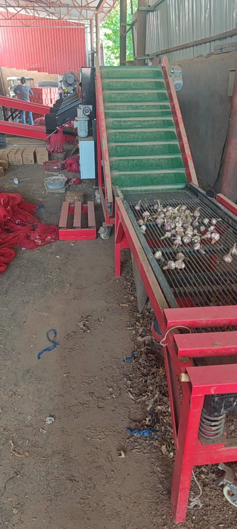 河南鲜蒜现挖湿蒜电商发货供应链完备