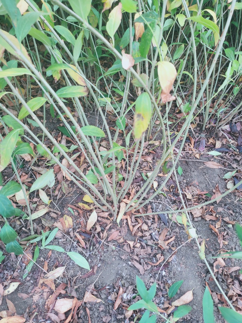 苗圃出售连翘球丛生连翘连翘小苗独杆连翘各种规格齐全