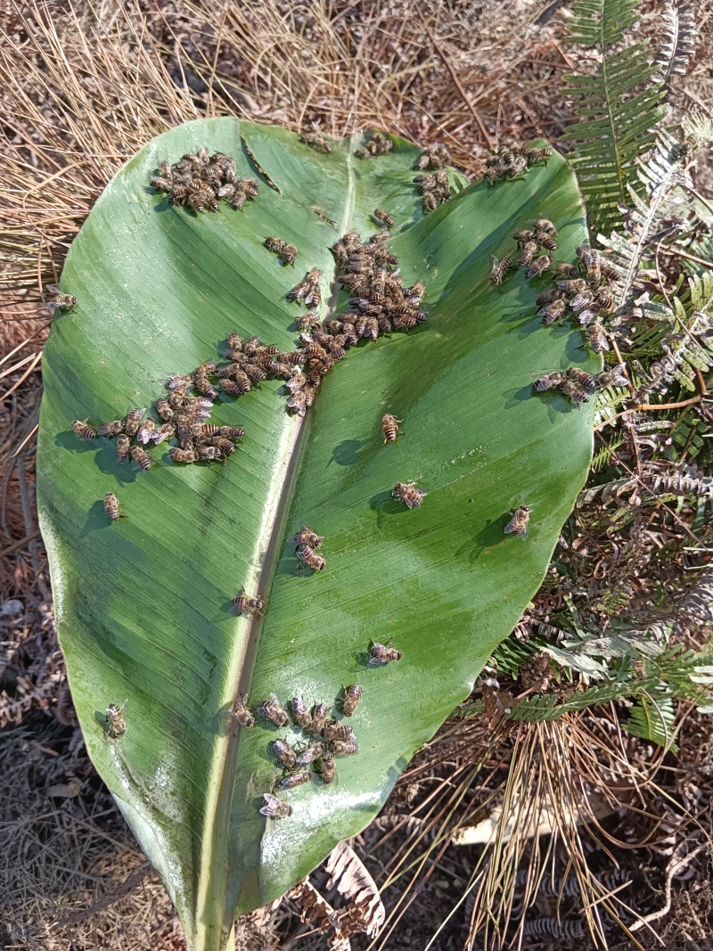 正宗深山野生蜂蜜