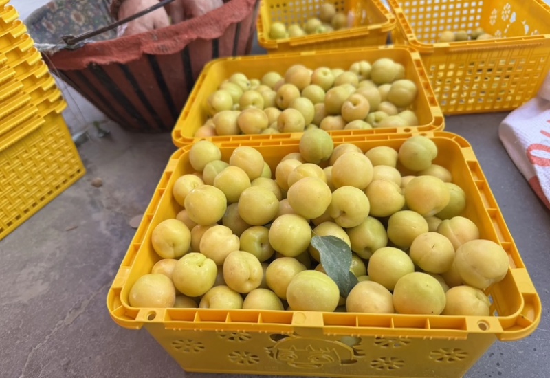 新疆轮胎小白杏，批发，代办，对接一件代发，电商，市场