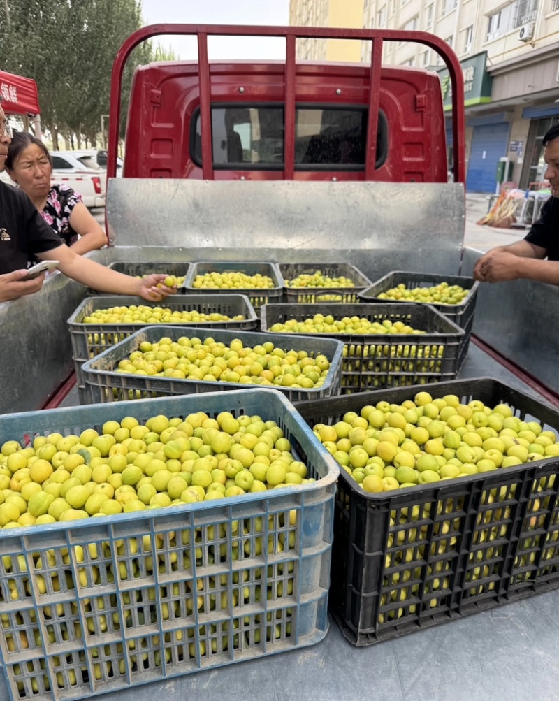 新疆轮胎小白杏，批发，代办，对接一件代发，电商，市场