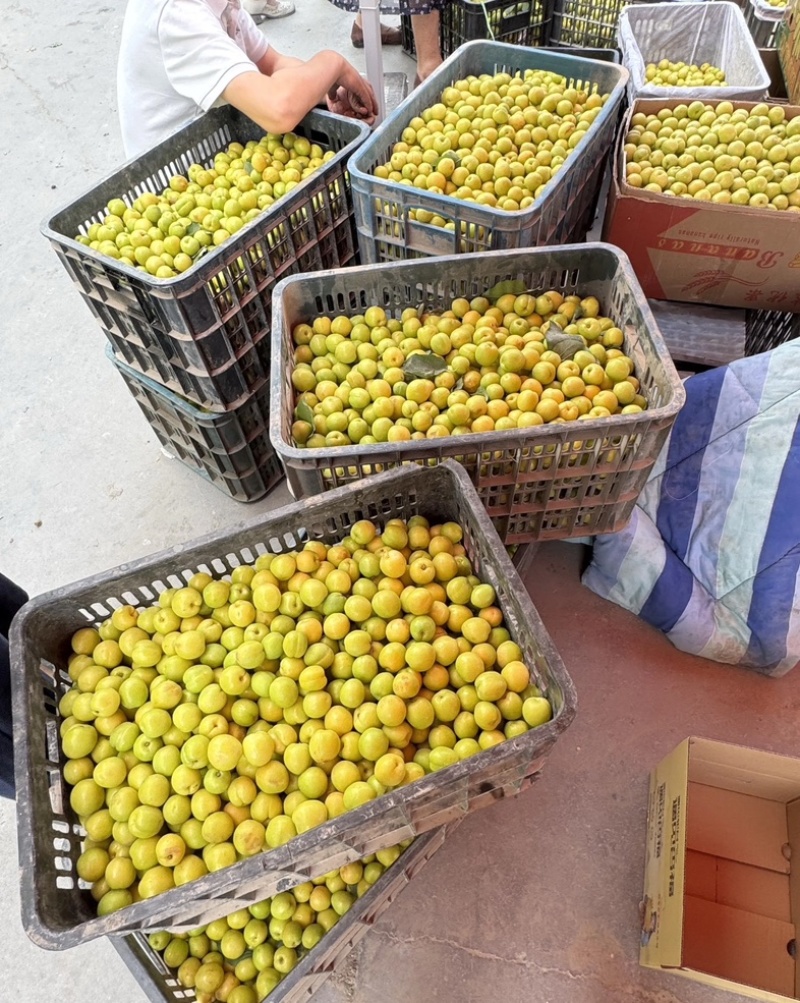 新疆轮胎小白杏，批发，代办，对接一件代发，电商，市场