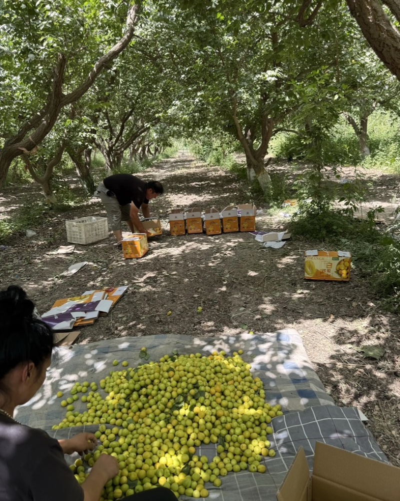 新疆轮胎小白杏，批发，代办，对接一件代发，电商，市场