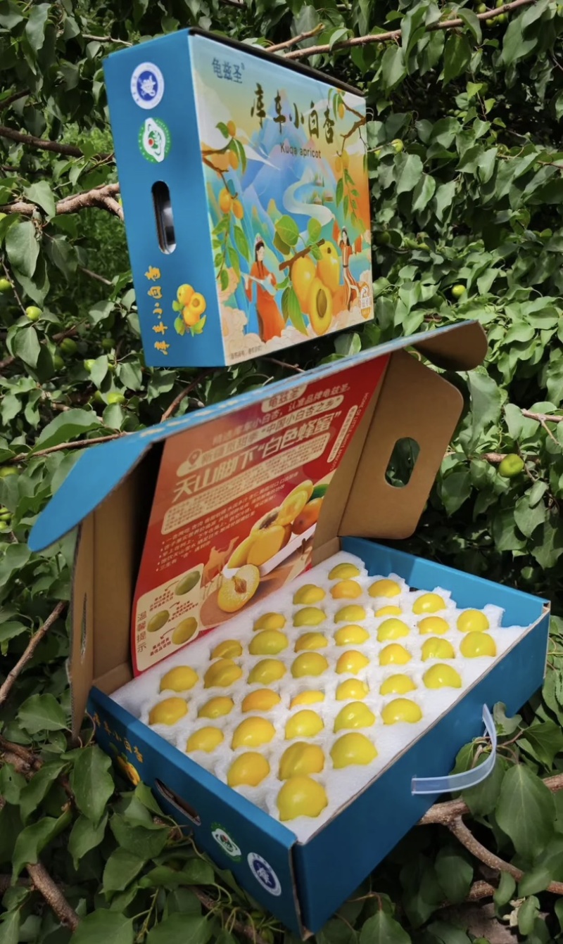 新疆轮胎小白杏，批发，代办，对接一件代发，电商，市场