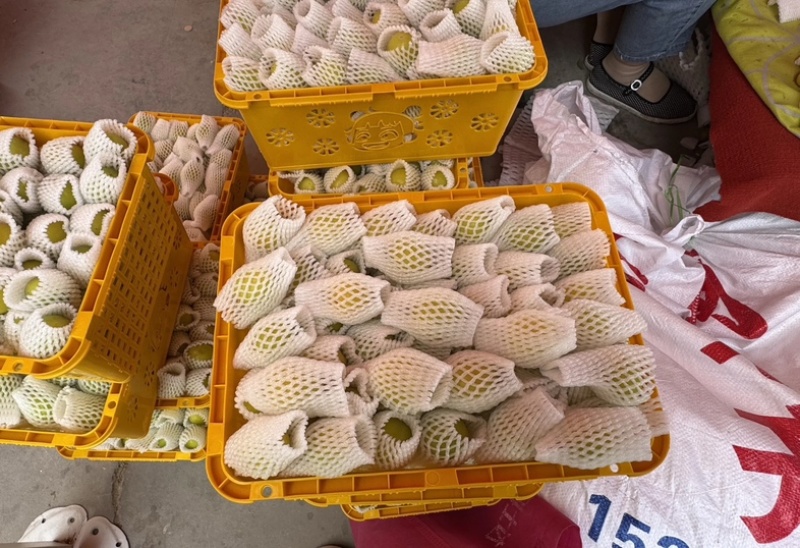 新疆轮胎小白杏，批发，代办，对接一件代发，电商，市场