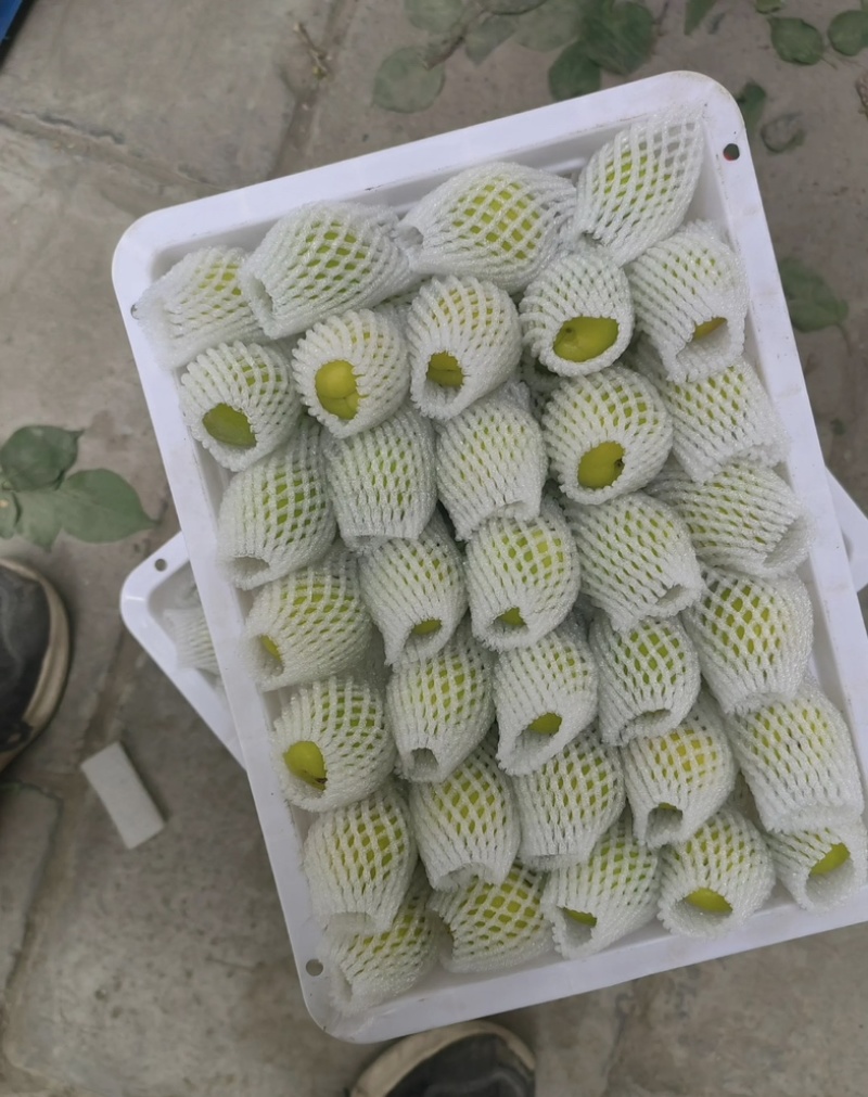 新疆轮胎小白杏，批发，代办，对接一件代发，电商，市场