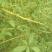 广西木姜子根山苍籽新鲜山胡椒木姜子