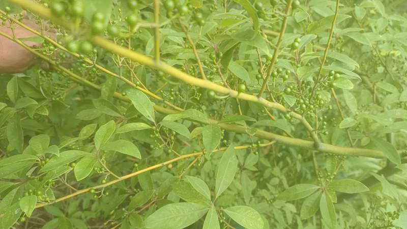 广西木姜子根山苍籽新鲜山胡椒木姜子
