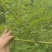 广西木姜子根山苍籽新鲜山胡椒木姜子