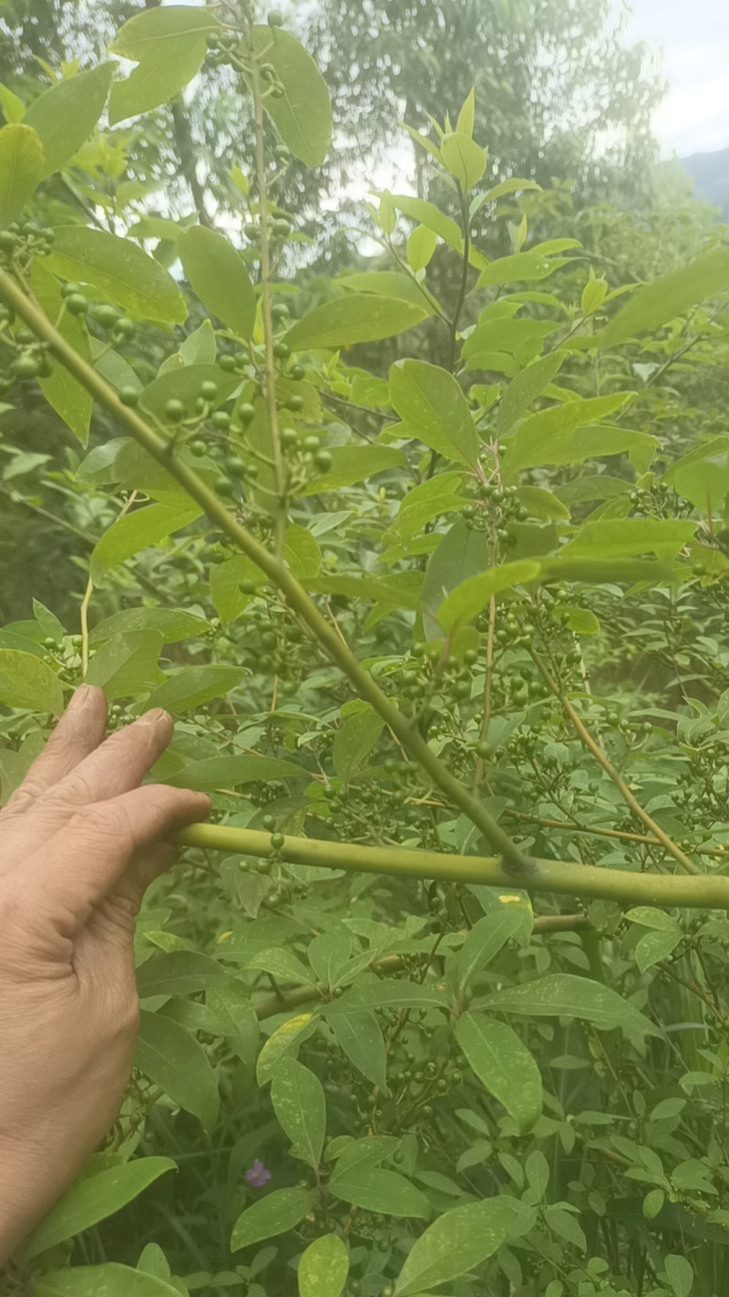 广西木姜子根山苍籽新鲜山胡椒木姜子