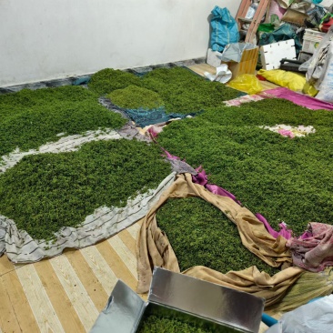 广西木姜子根山苍籽新鲜山胡椒木姜子