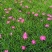 绿化苗木欧石竹#基地批发#花期长达300天适合庭院花园