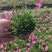 绿化苗木欧石竹#基地批发#花期长达300天适合庭院花园