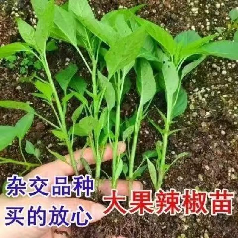 优质辣椒苗菜椒苗辣椒彩椒苗秧苗可代发