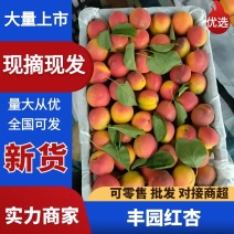 【丰园红杏】陕西原产地颜色靓丽大小个头都有熟度可选按需分拣