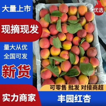 【丰园红杏】陕西原产地颜色靓丽大小个头都有熟度可选按需分拣