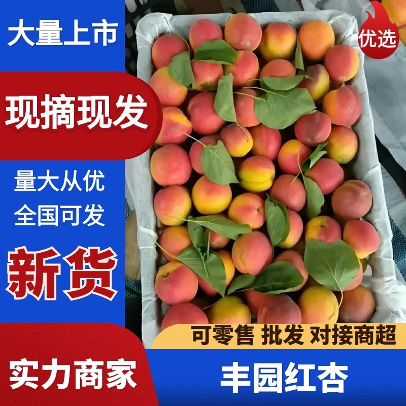 【丰园红杏】陕西原产地颜色靓丽大小个头都有熟度可选按需分拣