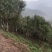 来自海拔1760米至1900米高山古树、大树茶，纯手工的