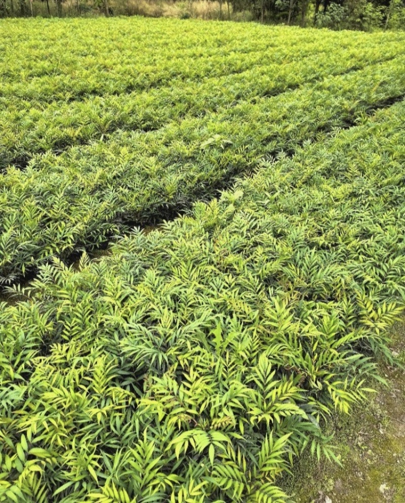 十大功劳杯苗，基地常年直销，各种规格，量大从优