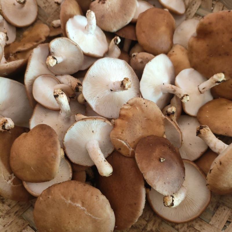 云南高山小香菇干