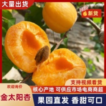 陕西金太阳杏露天大黄杏产地现摘现发诚信经营