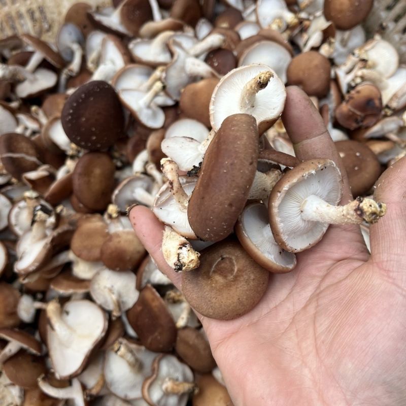 云南高山小香菇干