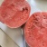 夏邑县美都麒麟瓜/河南麒麟无籽西瓜/日供应2万斤质量三包