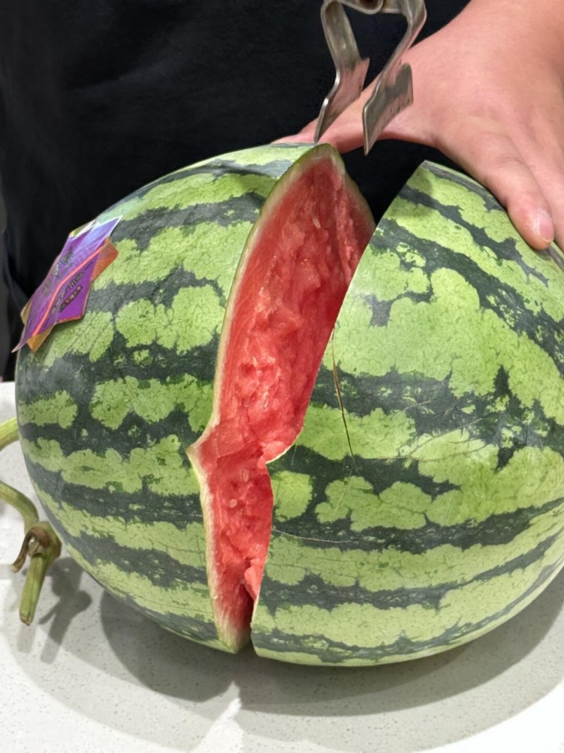 夏邑县美都麒麟瓜/河南麒麟无籽西瓜/日供应2万斤质量三包