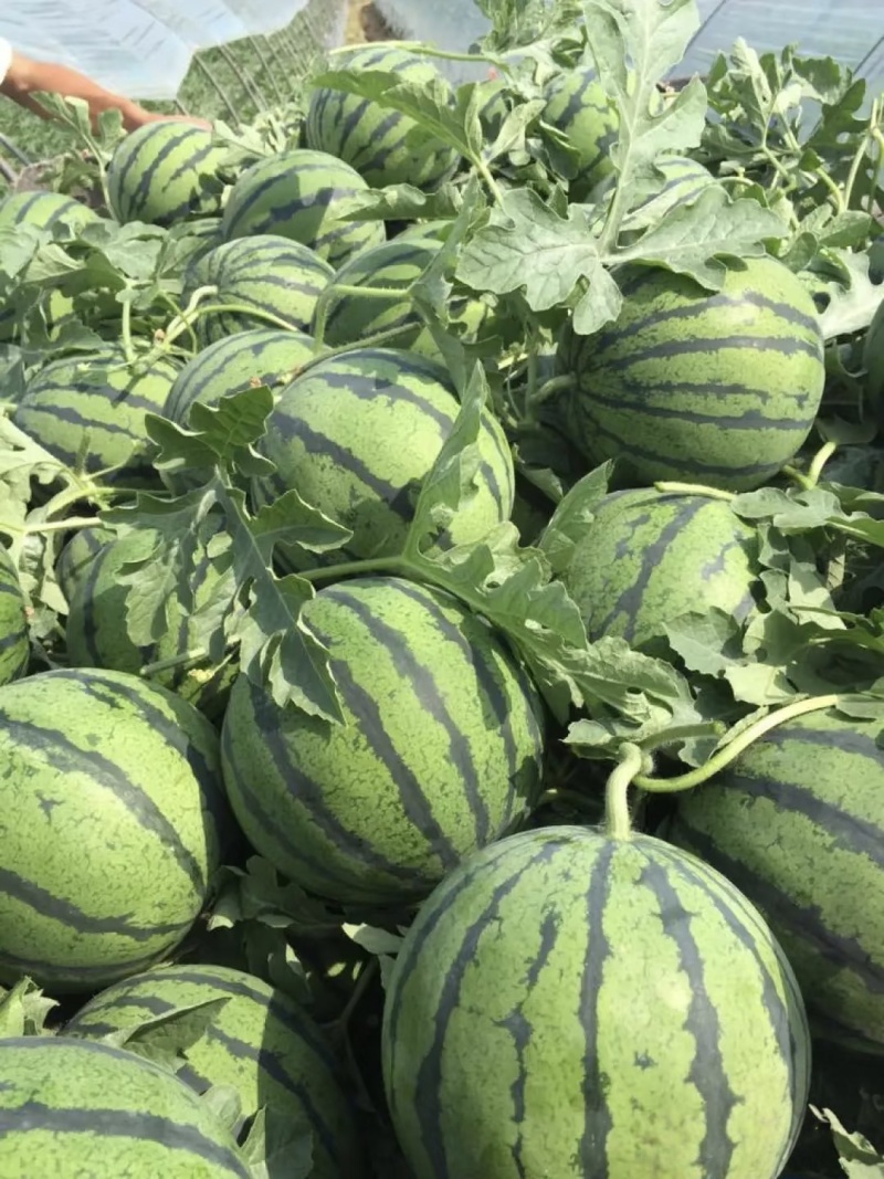 夏邑县美都麒麟瓜/河南麒麟无籽西瓜/日供应2万斤质量三包