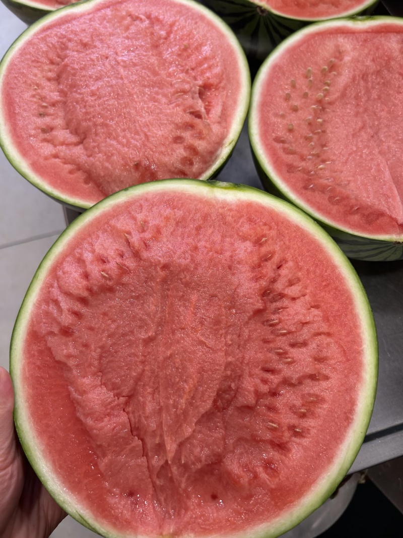 夏邑县美都麒麟瓜/河南麒麟无籽西瓜/日供应2万斤质量三包