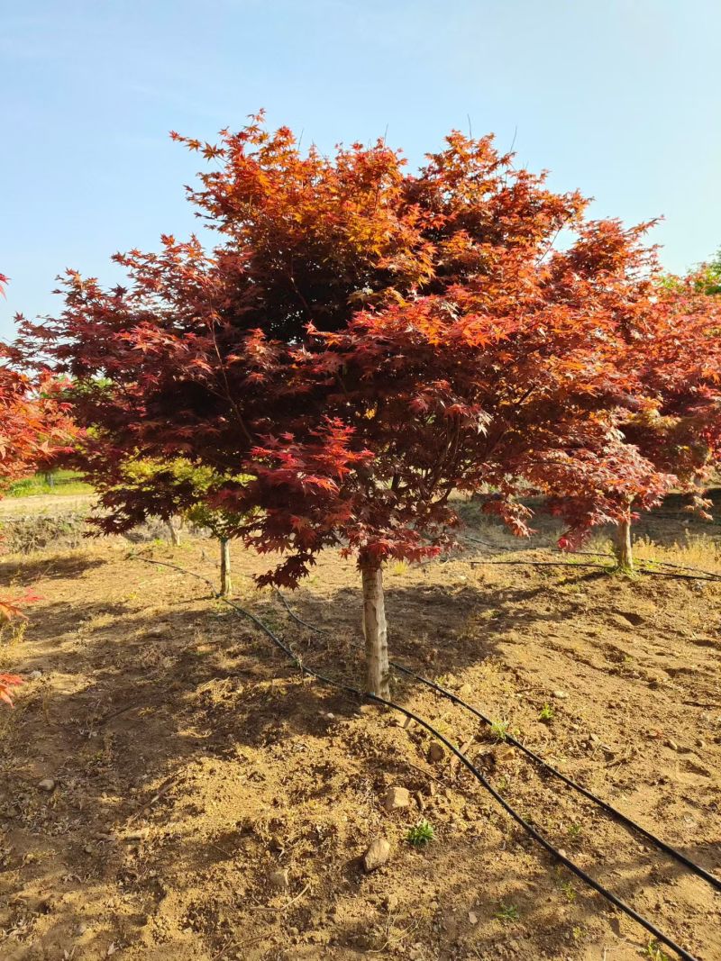 江苏红枫中国红枫日本红枫红舞姬规格齐全苗圃直销基地直发5