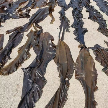 干海带海带干海带散菜整棵海带荣成产地直供