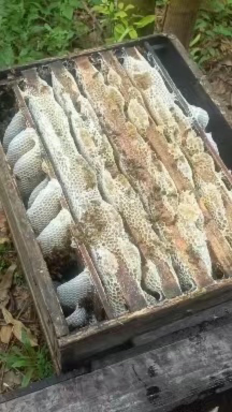 鸭脚冬蜜/广东阳江产区直发/货源充足/大量有货
