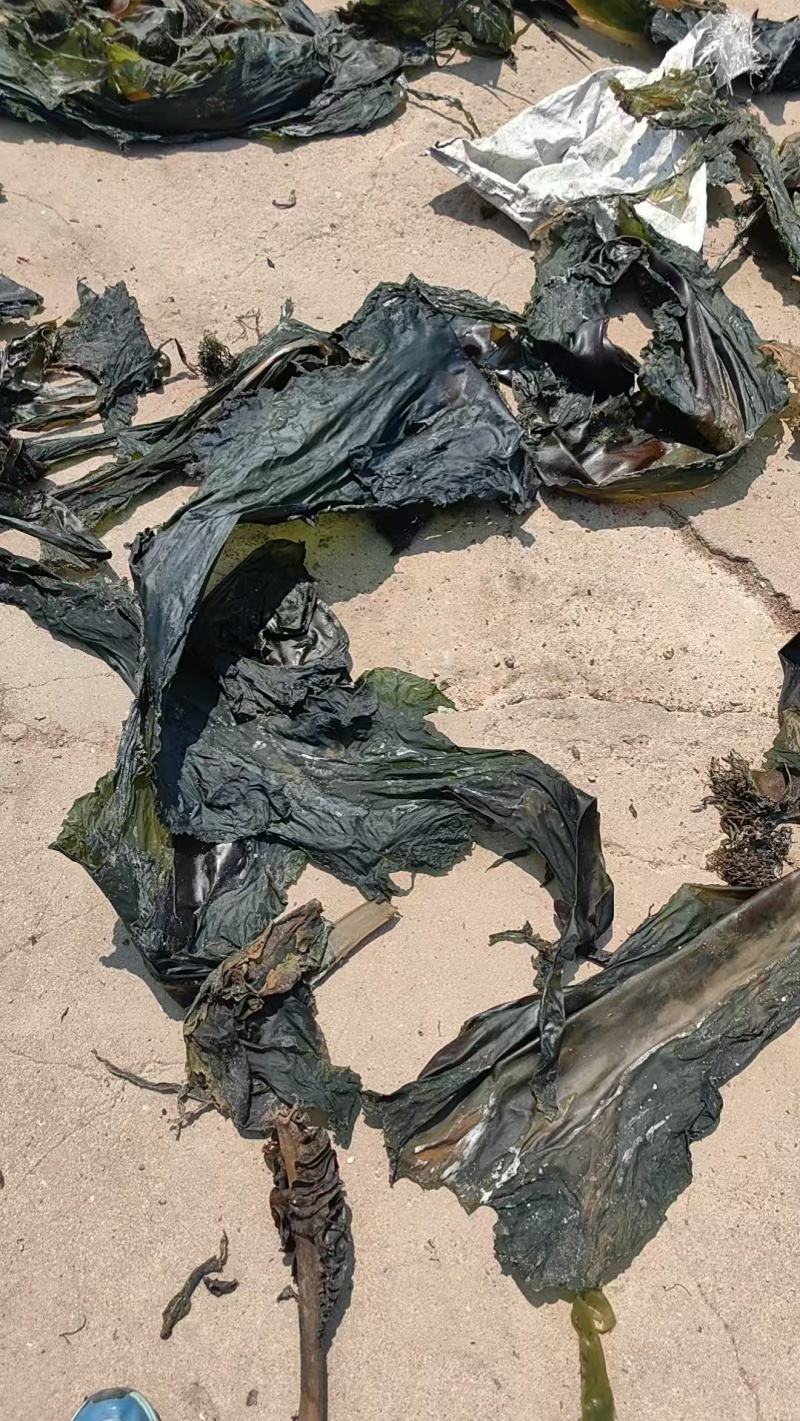 干海带海带干海带散菜整棵海带荣成产地直供