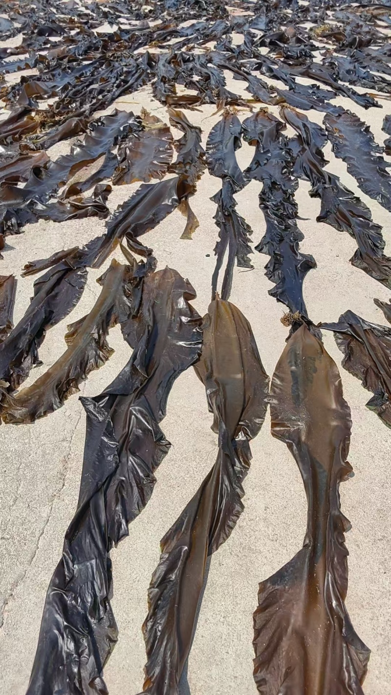 干海带海带干海带散菜整棵海带荣成产地直供