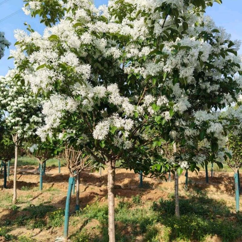 江苏流苏树俗称:四月雪，糯米茶，茶叶树。规格齐全3-20
