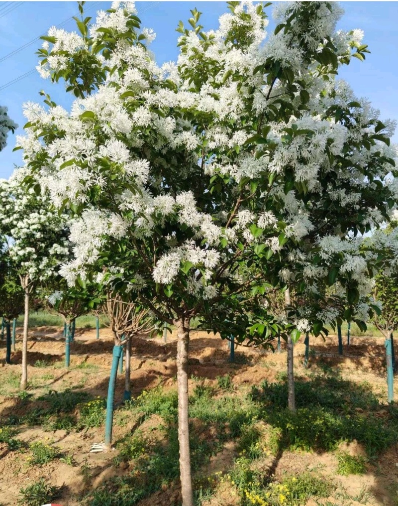 江苏流苏树俗称:四月雪，糯米茶，茶叶树。规格齐全3-20