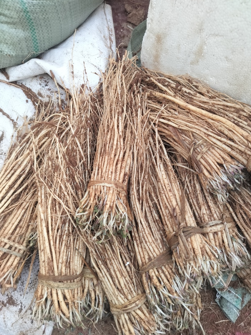 白条党参苗2号精品