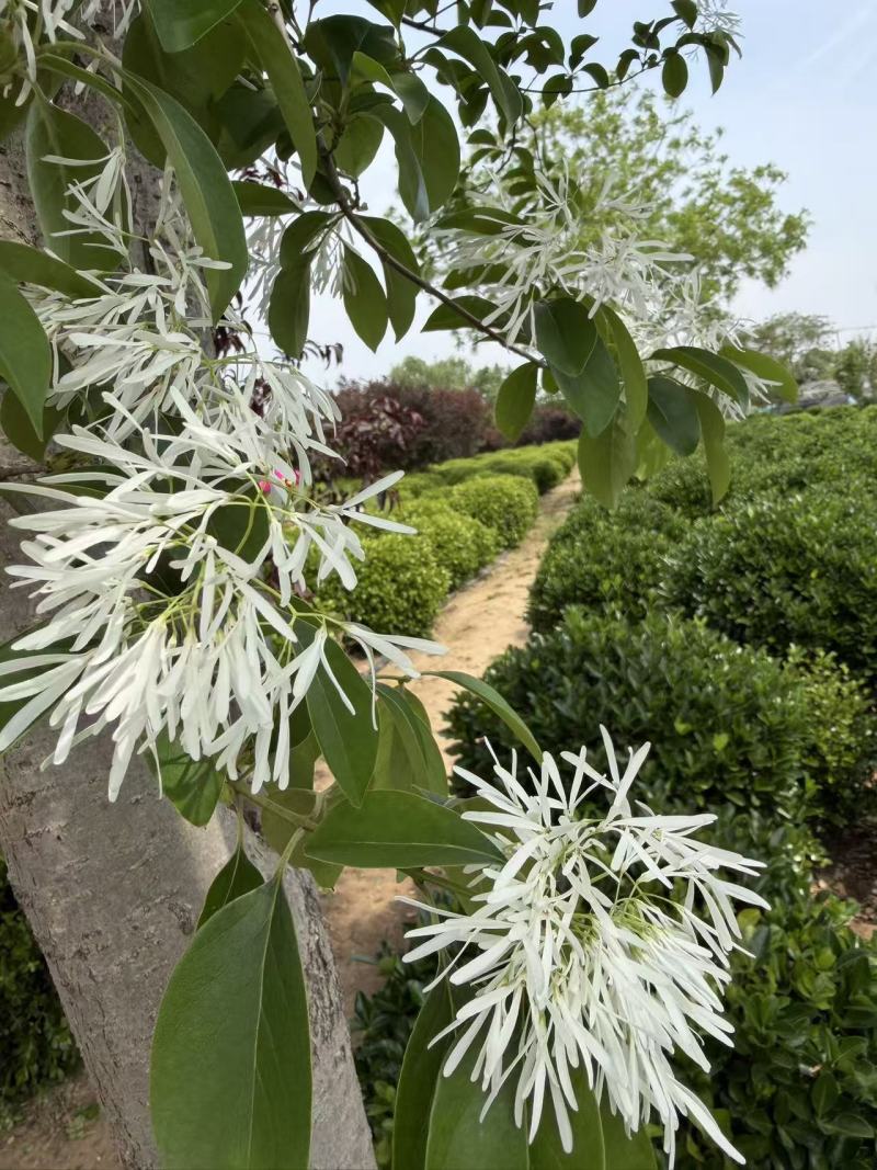 江苏流苏树俗称:四月雪，糯米茶，茶叶树。规格齐全3-20